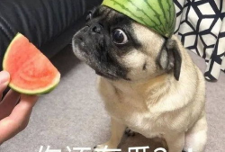 吃瓜爆料图片表情包,揭秘娱乐圈幕后故事